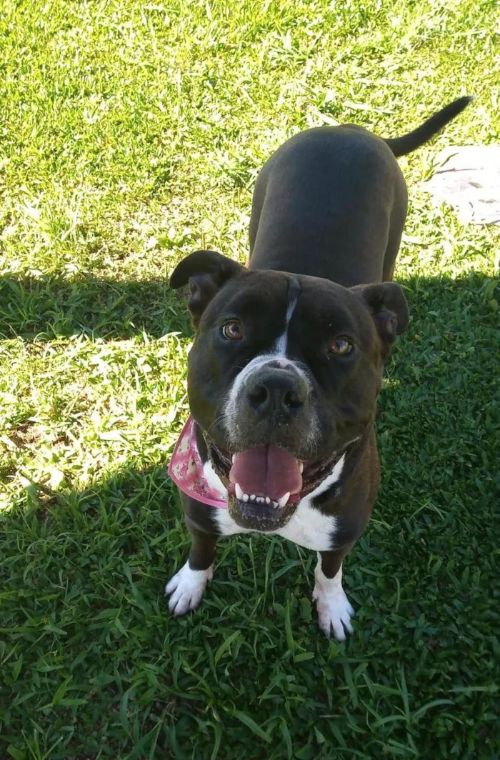 Cachorro ra a Pit-Bull idade 4 anos nome Brie