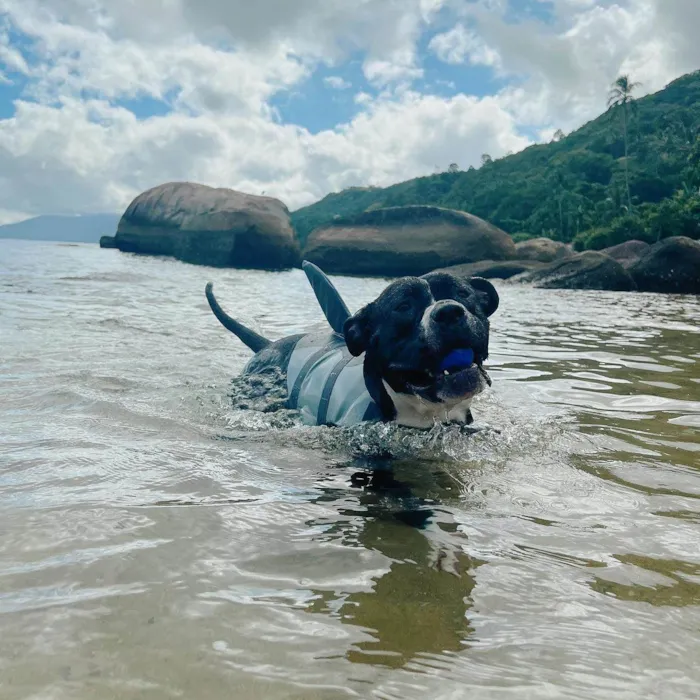 Cachorro ra a Pit-Bull idade 4 anos nome Brie