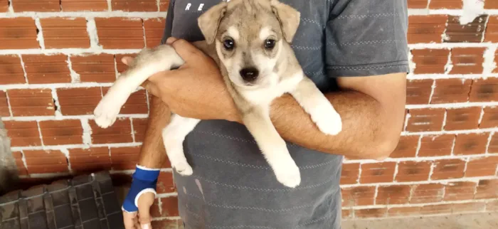 Cachorro ra a SRD-ViraLata idade Abaixo de 2 meses nome Sem nome, filhote