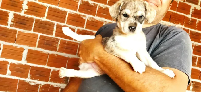 Cachorro ra a SRD-ViraLata idade Abaixo de 2 meses nome Sem nome, filhote