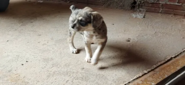 Cachorro ra a SRD-ViraLata idade Abaixo de 2 meses nome Sem nome, filhote