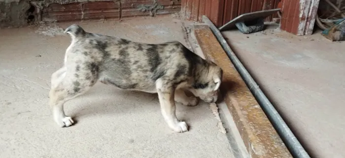 Cachorro ra a SRD-ViraLata idade Abaixo de 2 meses nome Sem nome, filhote