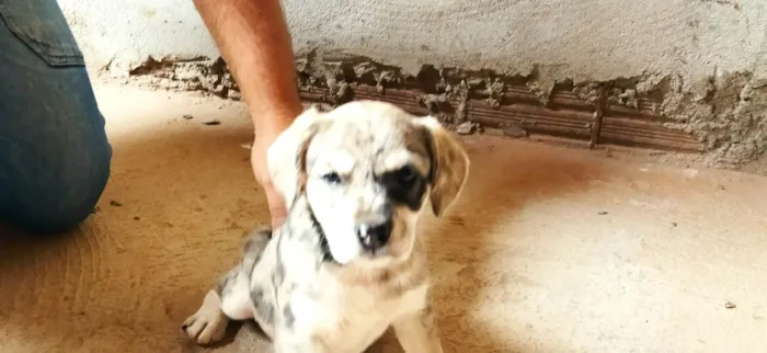 Cachorro ra a SRD-ViraLata idade Abaixo de 2 meses nome Sem nome, filhote