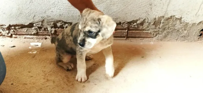 Cachorro ra a SRD-ViraLata idade Abaixo de 2 meses nome Sem nome, filhote