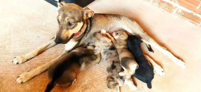 Cachorro ra a SRD-ViraLata idade Abaixo de 2 meses nome Sem nome, filhote