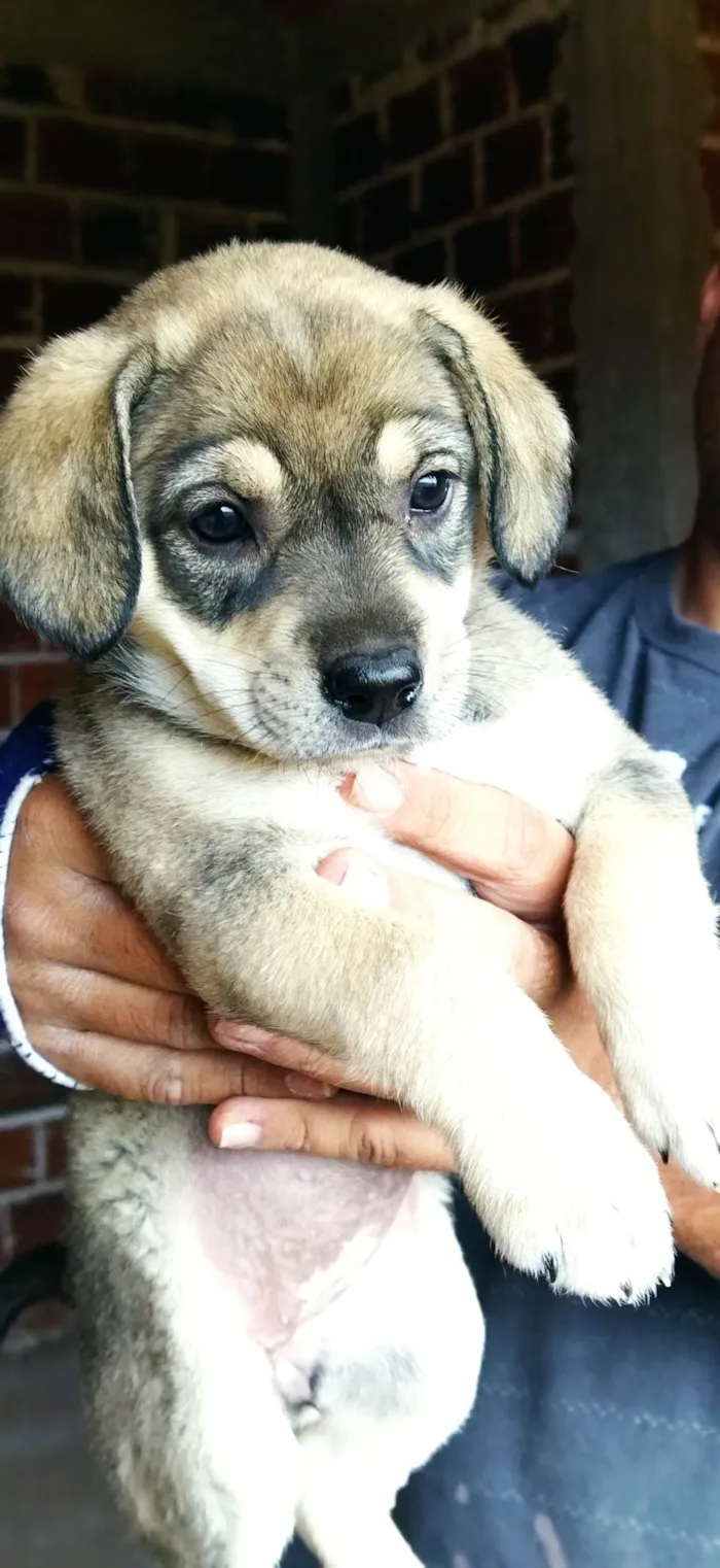 Cachorro ra a SRD-ViraLata idade Abaixo de 2 meses nome Sem nome, filhote