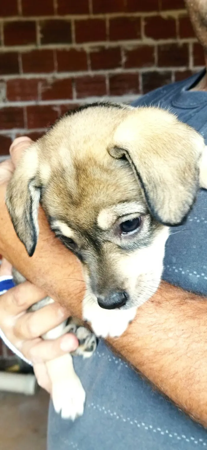 Cachorro ra a SRD-ViraLata idade Abaixo de 2 meses nome Sem nome, filhote