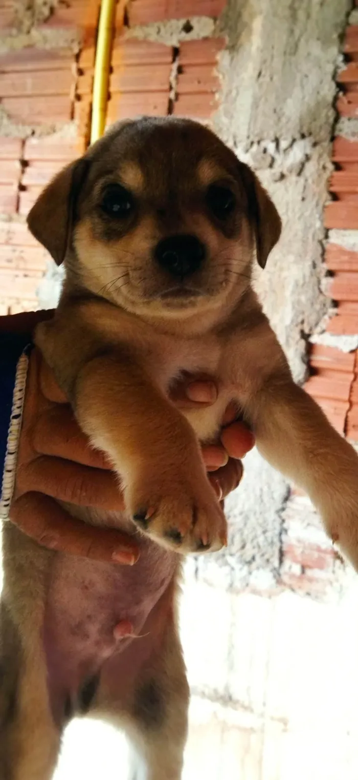 Cachorro ra a SRD-ViraLata idade Abaixo de 2 meses nome Sem nome, filhote