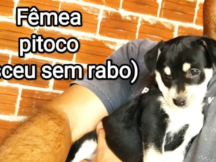 Cachorro ra a SRD-ViraLata idade 2 a 6 meses nome Sem nome