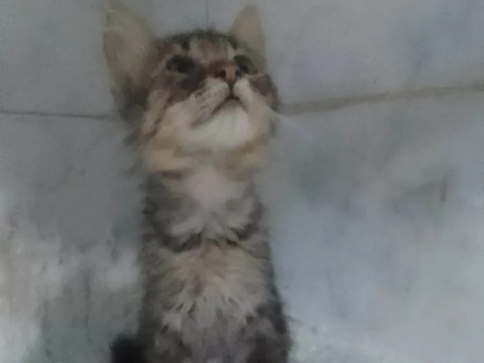 Gato ra a Srd idade Abaixo de 2 meses nome ........