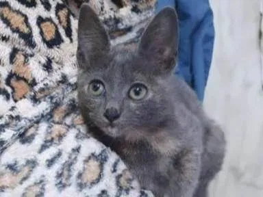 Gato ra a Srd  idade 2 a 6 meses nome Gaia