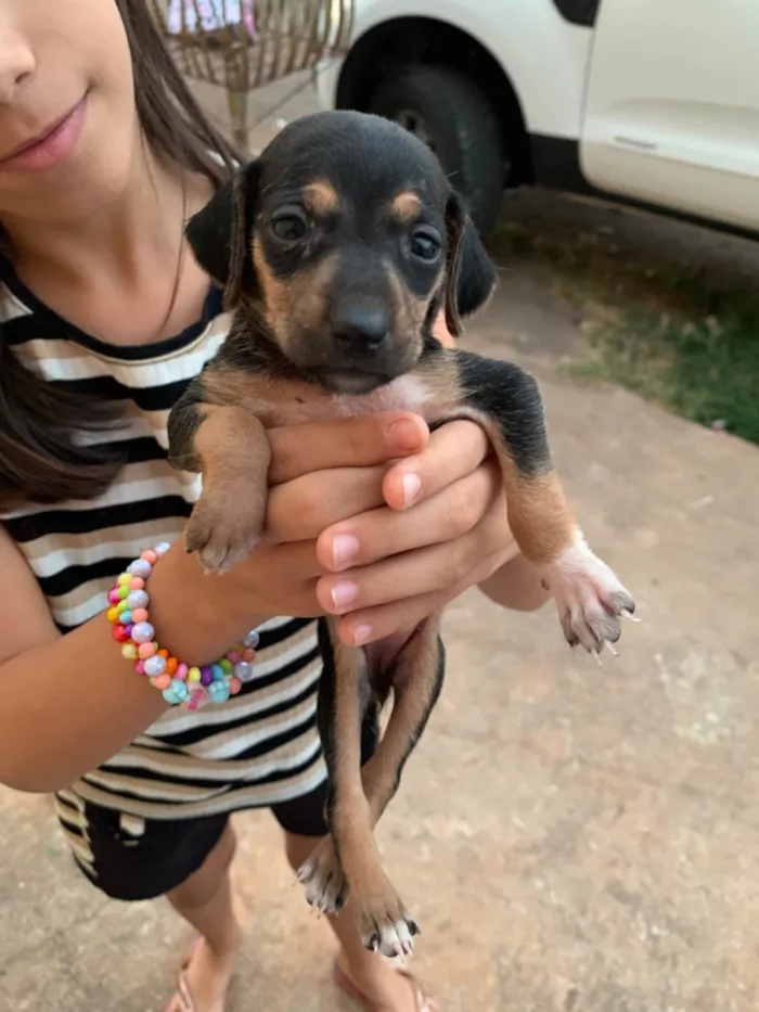 Cachorro ra a SRD-ViraLata idade 2 a 6 meses nome Sem nome