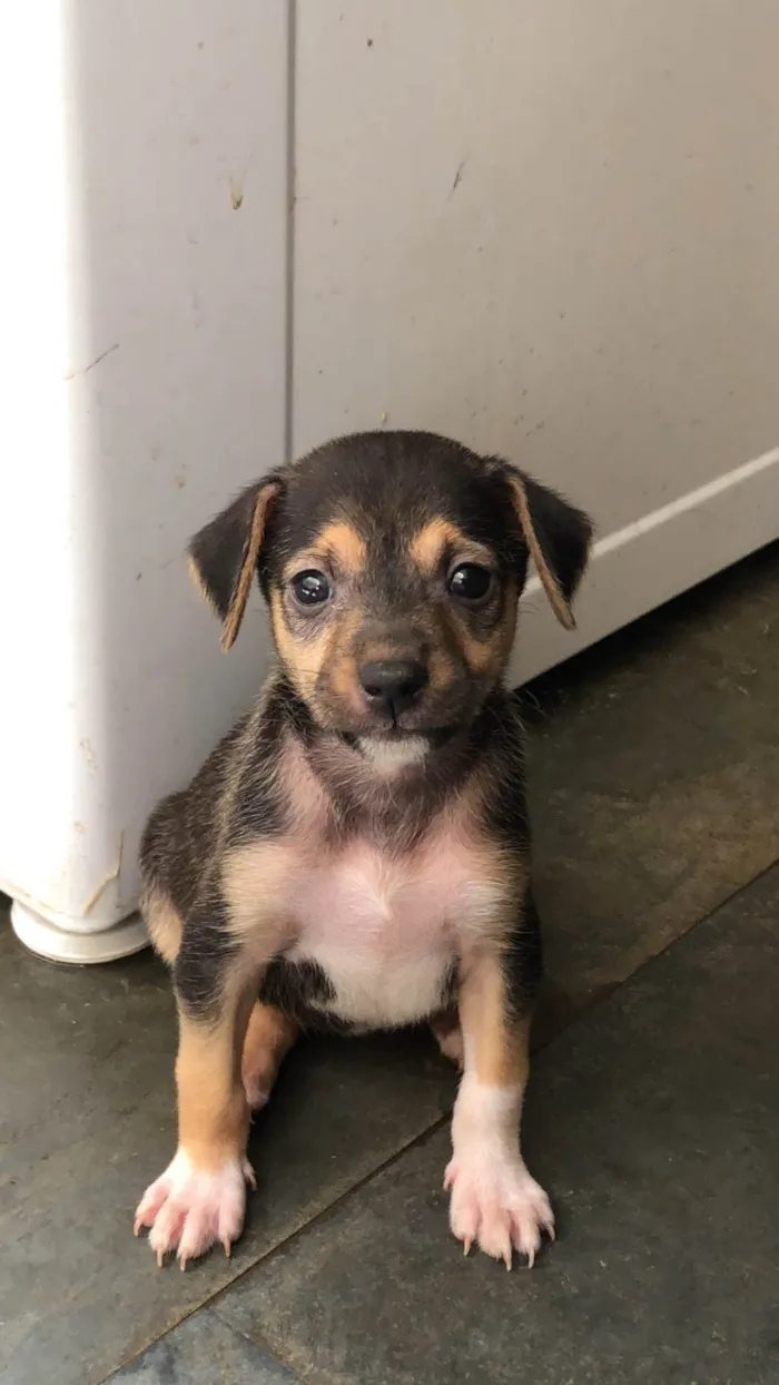 Cachorro ra a SRD-ViraLata idade 2 a 6 meses nome Sem nome