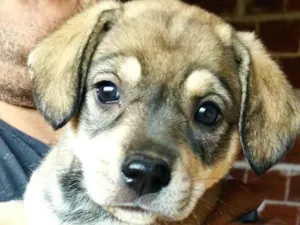 Cachorro raça SRD-ViraLata idade Abaixo de 2 meses nome Sem nome, filhote