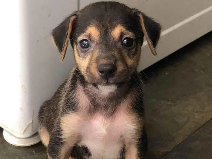 Cachorro ra a SRD-ViraLata idade 2 a 6 meses nome Sem nome