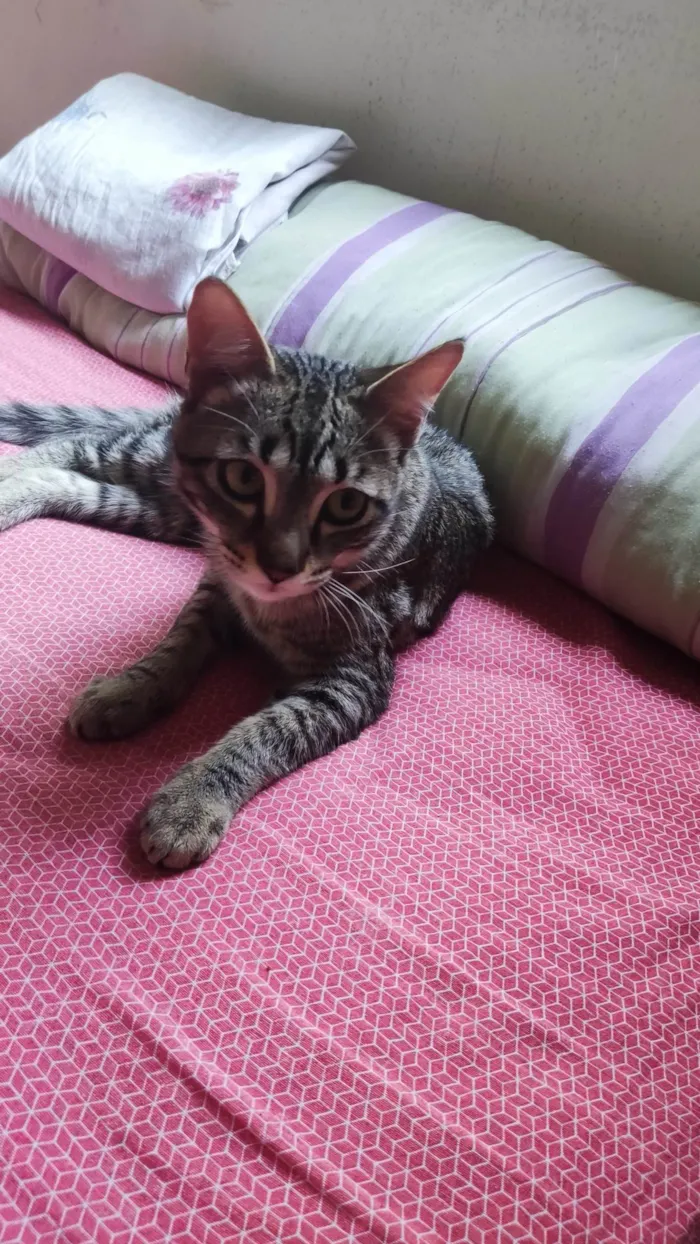 Gato ra a SRD-ViraLata idade 7 a 11 meses nome Harry