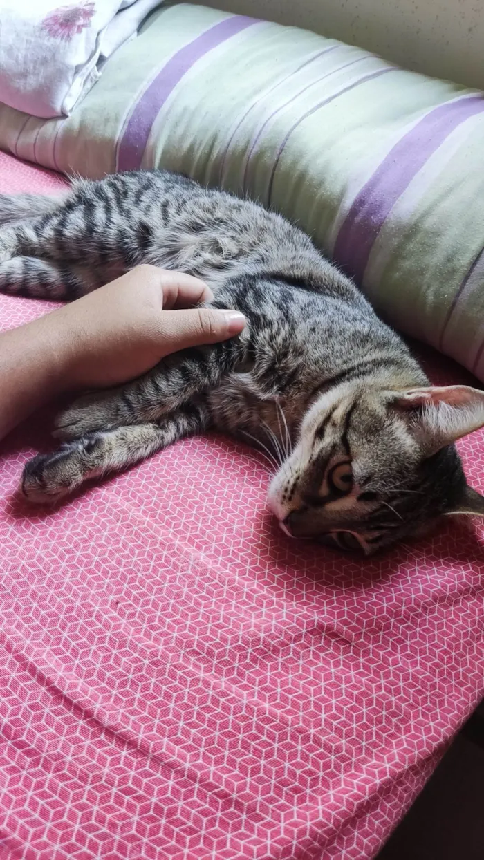 Gato ra a SRD-ViraLata idade 7 a 11 meses nome Harry
