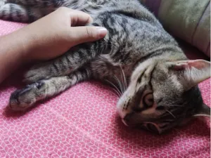 Gato raça SRD-ViraLata idade 7 a 11 meses nome Harry