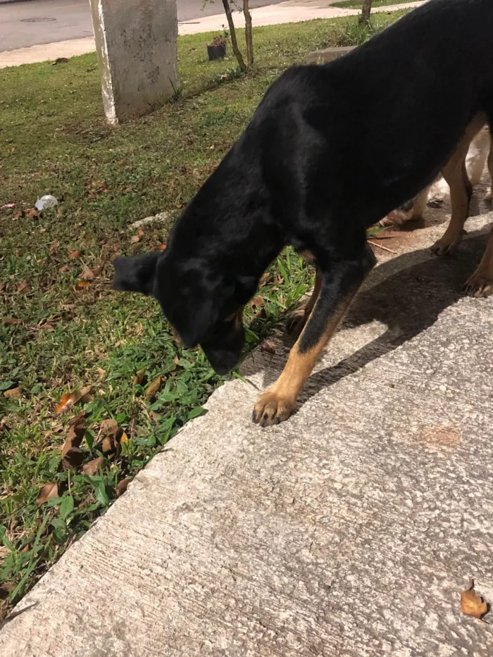 Cachorro ra a SRD-ViraLata idade 3 anos nome Kyra