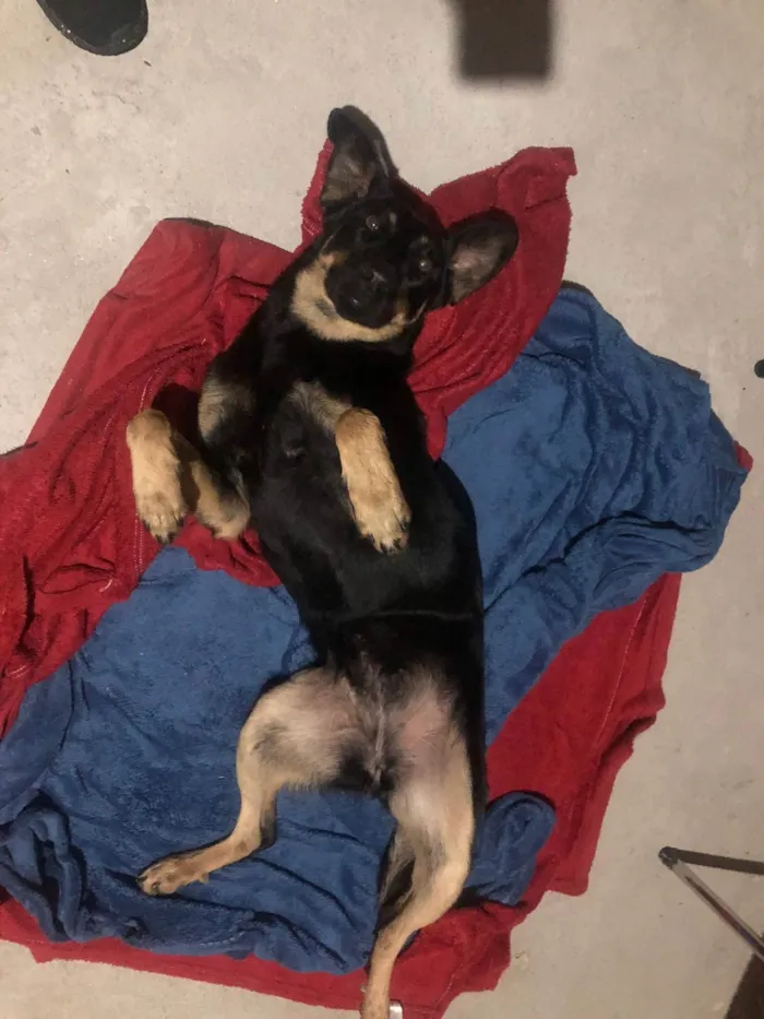 Cachorro ra a SRD-ViraLata idade 3 anos nome Kyra