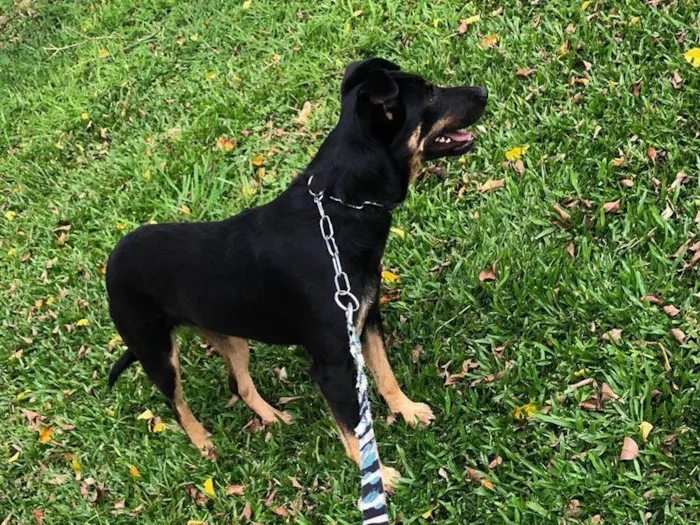 Cachorro ra a SRD-ViraLata idade 3 anos nome Kyra