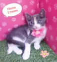 Maju