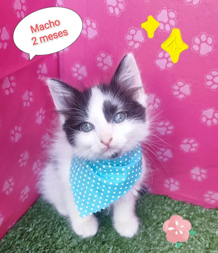 Gato ra a SRD-ViraLata idade 2 a 6 meses nome Zequinha