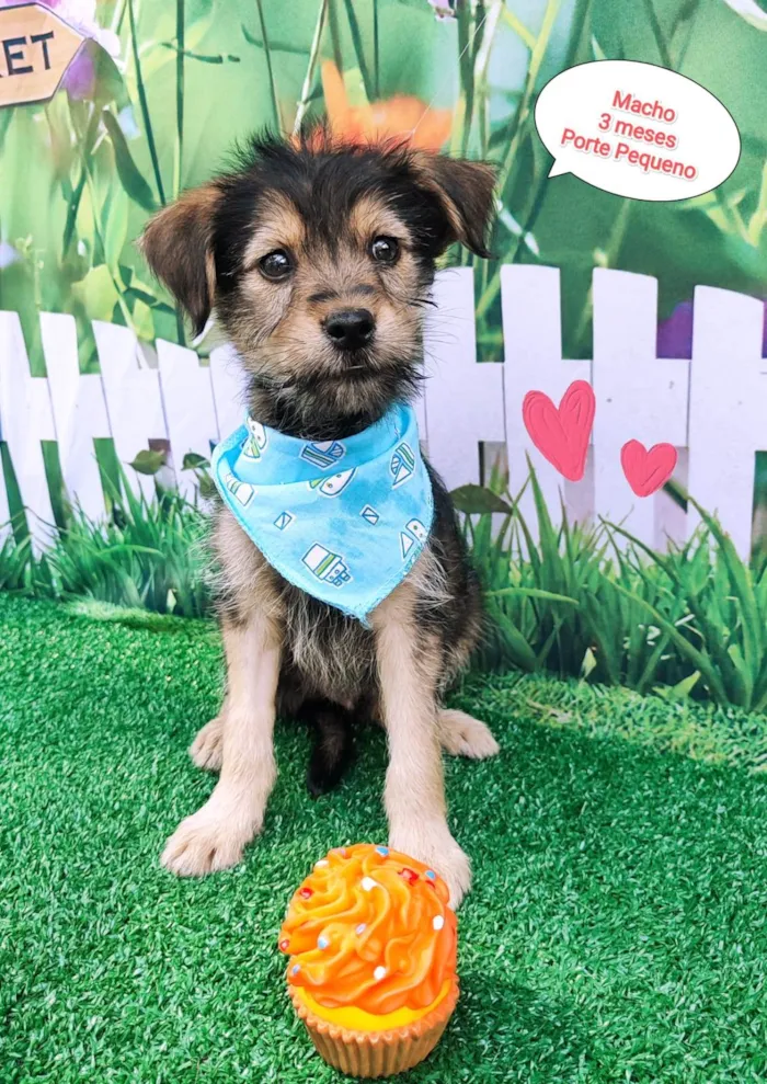 Cachorro ra a SRD-ViraLata idade 2 a 6 meses nome Ruan 