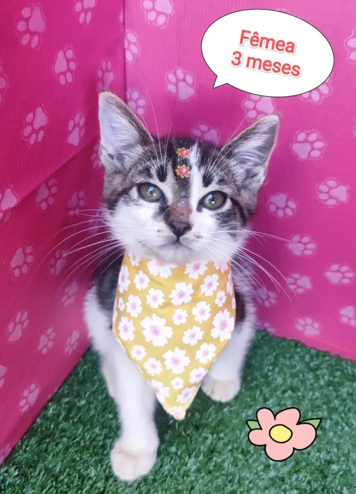 Gato ra a SRD-ViraLata idade 2 a 6 meses nome Florzinha 