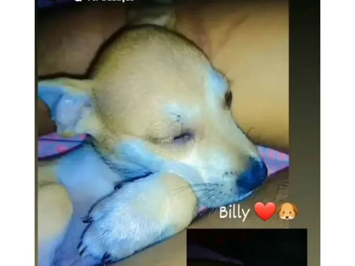 Cachorro ra a Mistura de raça  idade 1 ano nome Billy 