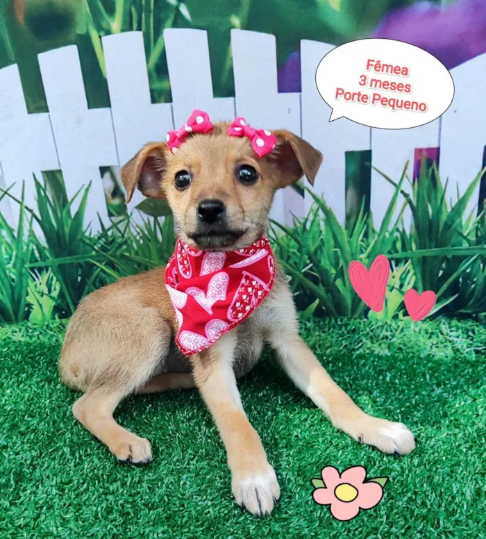 Cachorro ra a SRD-ViraLata idade 2 a 6 meses nome Ravena 