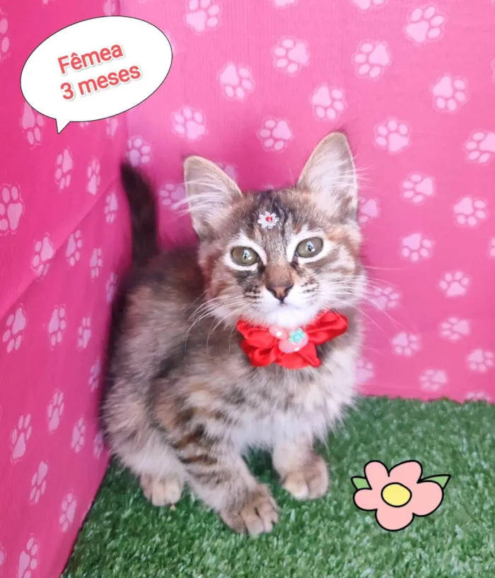 Gato ra a SRD-ViraLata idade 2 a 6 meses nome Riqueza 