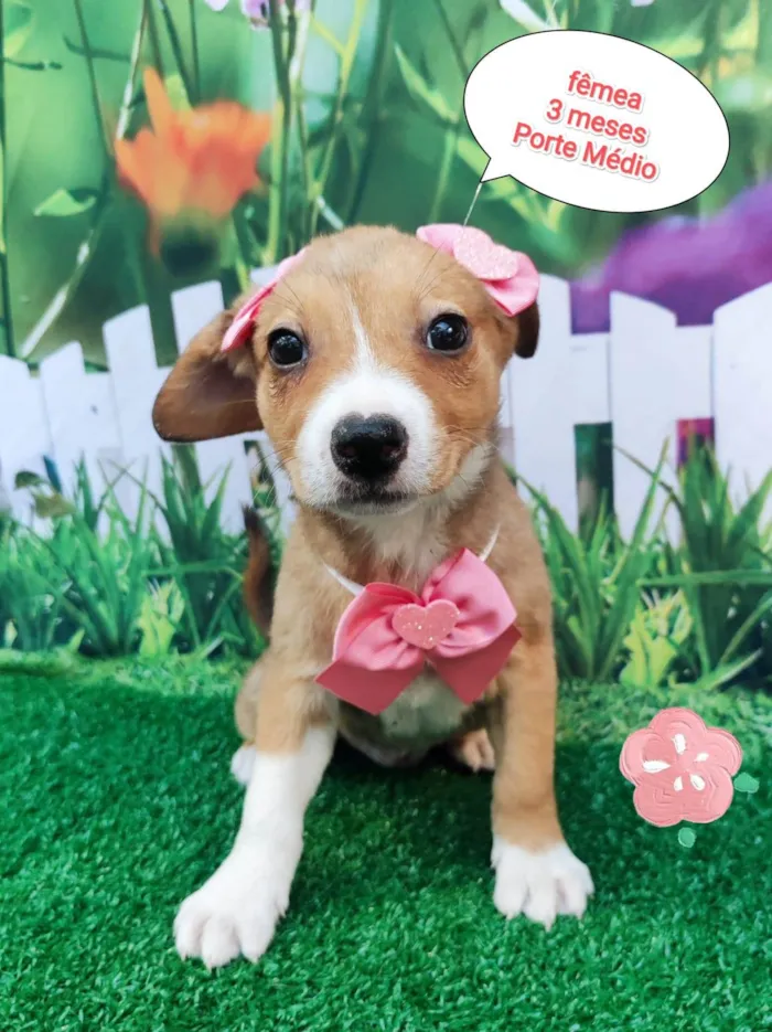 Cachorro ra a SRD-ViraLata idade 2 a 6 meses nome Susy