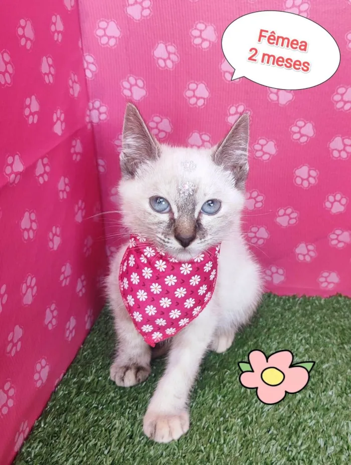 Gato ra a SRD-ViraLata idade 2 a 6 meses nome Filo