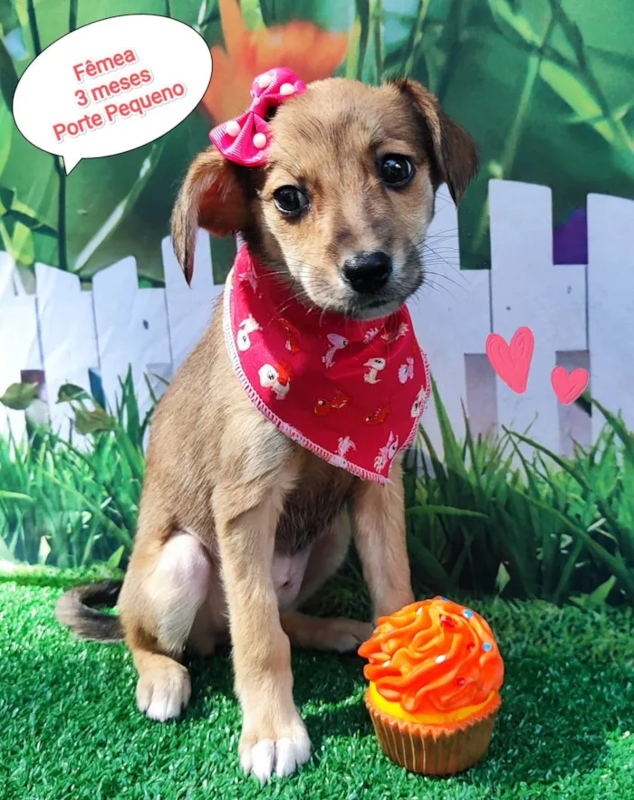 Cachorro ra a SRD-ViraLata idade 2 a 6 meses nome Joice 