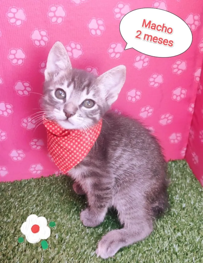 Gato ra a SRD-ViraLata idade 2 a 6 meses nome Jean 