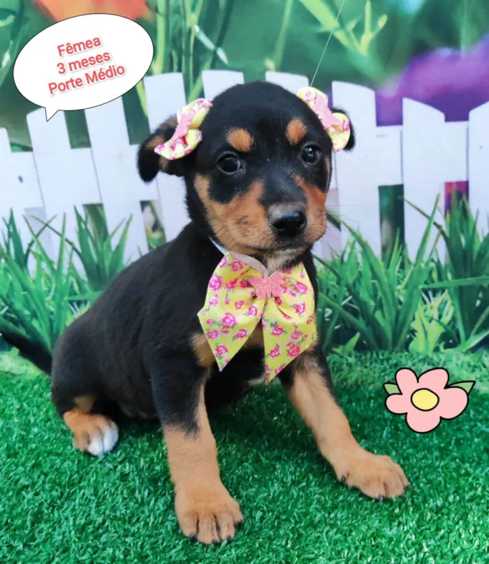 Cachorro ra a SRD-ViraLata idade 2 a 6 meses nome Susan 