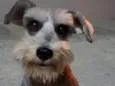 Nando