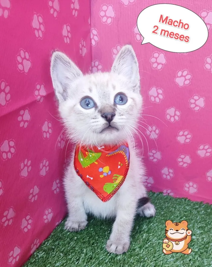 Gato ra a SRD-ViraLata idade 2 a 6 meses nome Wesley 