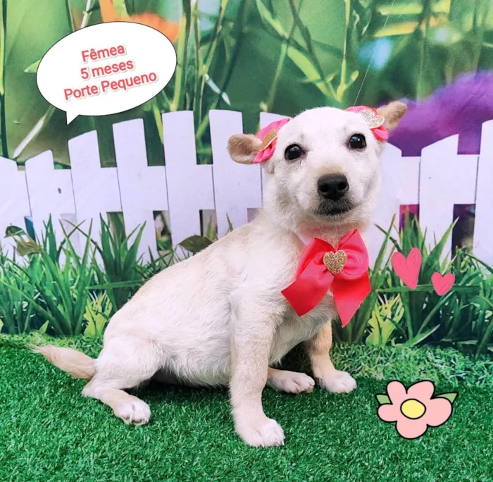 Cachorro ra a SRD-ViraLata idade 2 a 6 meses nome Juma