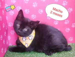 Gato raça SRD-ViraLata idade 2 a 6 meses nome Blecaut