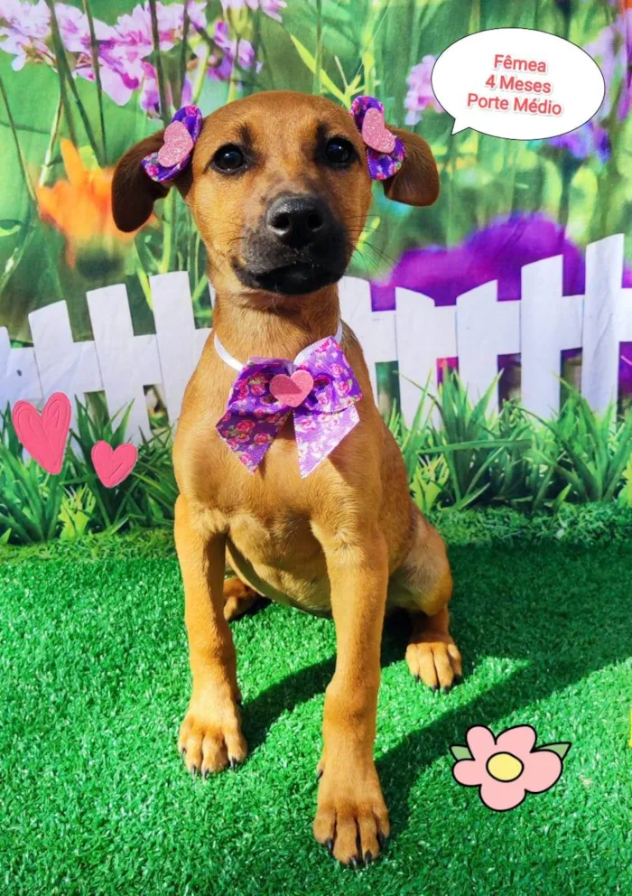 Cachorro ra a SRD-ViraLata idade 2 a 6 meses nome Flora