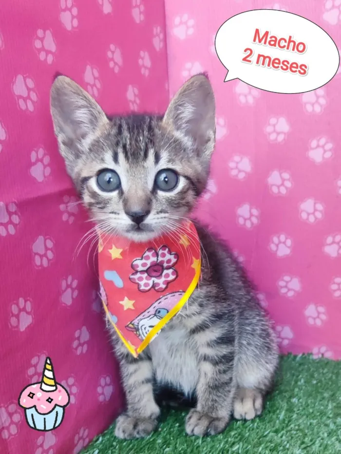 Gato ra a SRD-ViraLata idade 2 a 6 meses nome Diego
