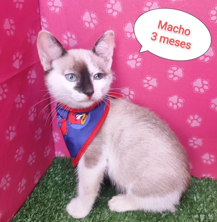 Gato ra a SRD-ViraLata idade 2 a 6 meses nome Troy