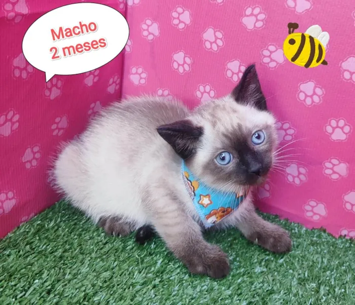 Gato ra a SRD-ViraLata idade 2 a 6 meses nome Rick