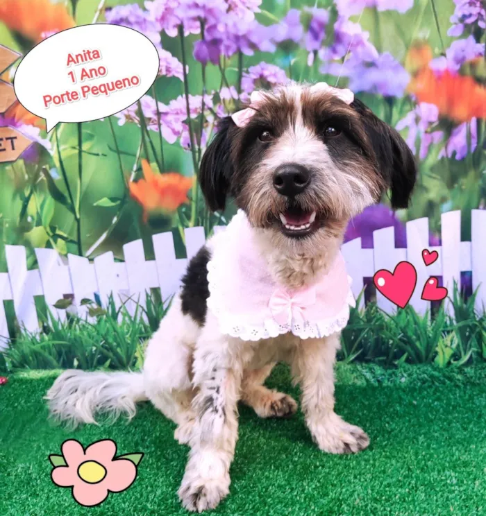 Cachorro ra a SRD-ViraLata idade 1 ano nome Anita 