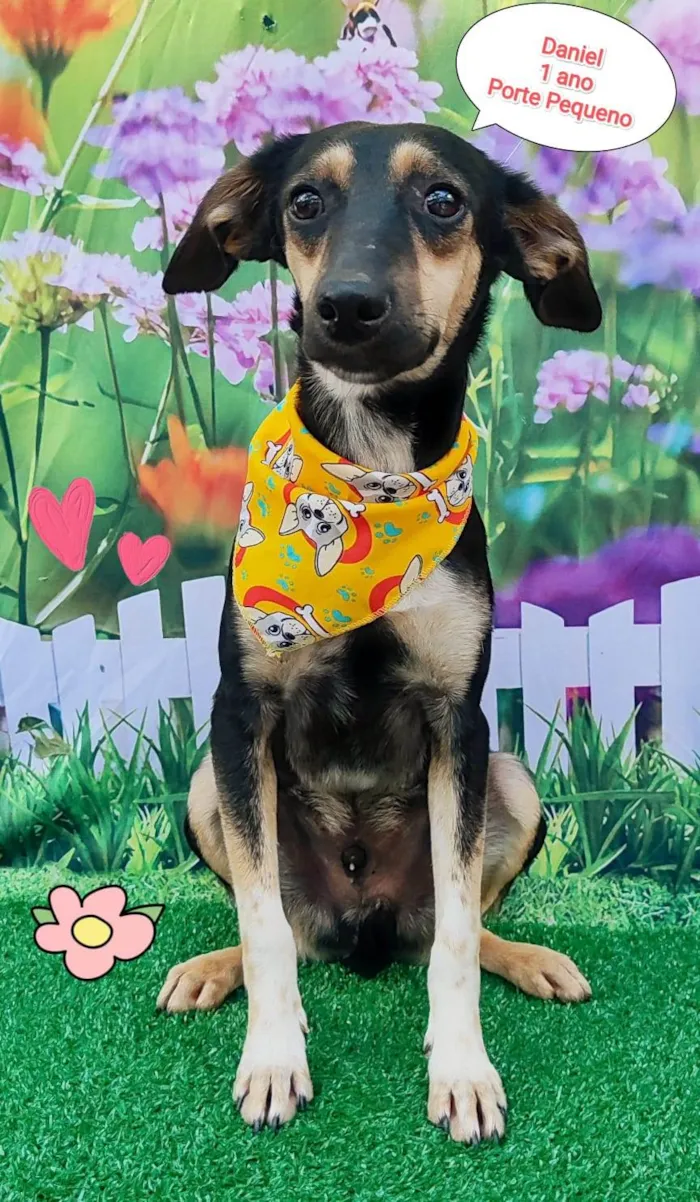 Cachorro ra a SRD-ViraLata idade 1 ano nome Daniel