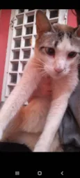 Bichinho