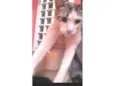 Bichinho