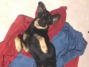 Cachorro raça SRD-ViraLata idade 3 anos nome Kyra